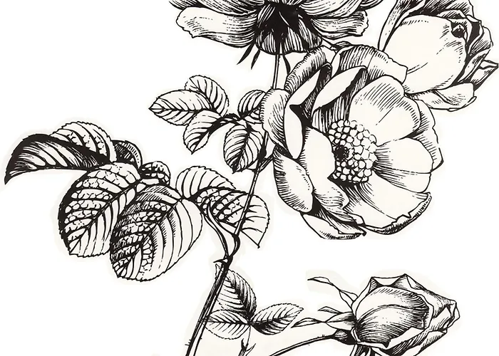 Bed & Breakfast Duinroos - Texel De Koog (Texel)