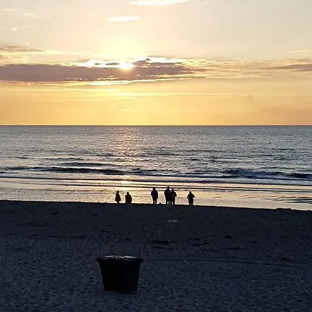 Duinroos - Texel