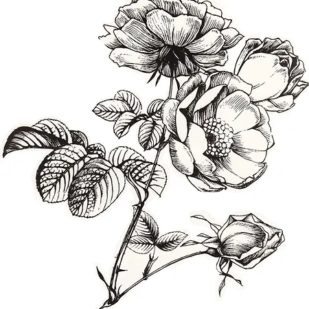 B&B Duinroos - Texel 데쿠크